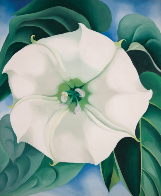 okeeffe-jimson-weed